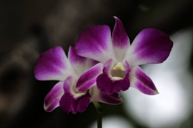 Koyu arkaplanda pembe orkide çiçeklerinin görüntüsünü kapat