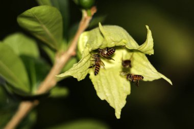 bees flying near green flowers, close up view