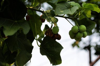 jatropha santralleri dalda, görünümü kapatın