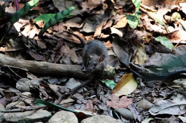 Ormandaki sıçan manzarası