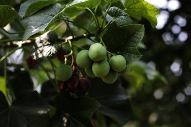 jatropha santralleri dalda, görünümü kapatın