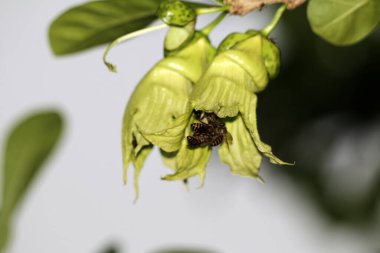 bees flying near green flowers, close up view