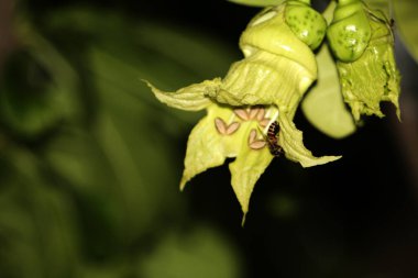 Arı yeşil çiçeklerin üzerinde oturuyor, görüntüyü kapat