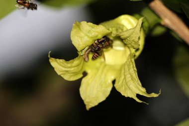 bees flying near green flowers, close up view