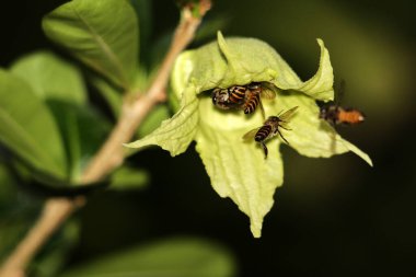 bees flying near green flowers, close up view