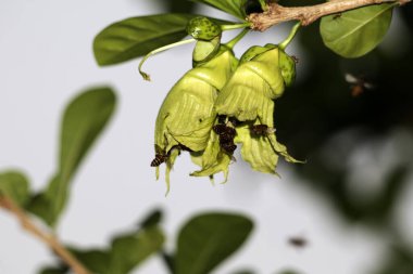 bees flying near green flowers, close up view