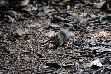Ormandaki sıçan manzarası
