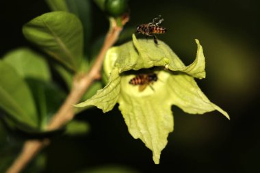 bees flying near green flowers, close up view