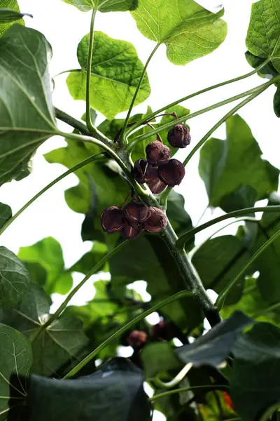 jatropha santralleri dalda, görünümü kapatın