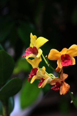 güzel sarı çiçekler bahçede büyüyen