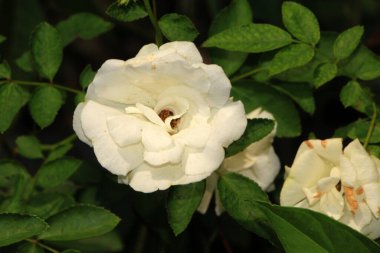 Bahçedeki güzel beyaz gül çiçekleri, çiçek kavramı...