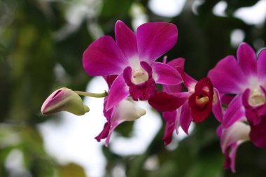 bahçede büyüyen güzel pembe çiçekler