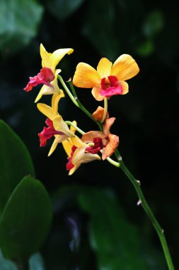 güzel sarı çiçekler bahçede büyüyen