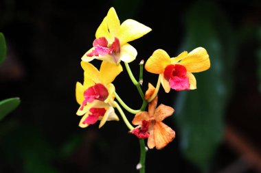 güzel sarı çiçekler bahçede büyüyen