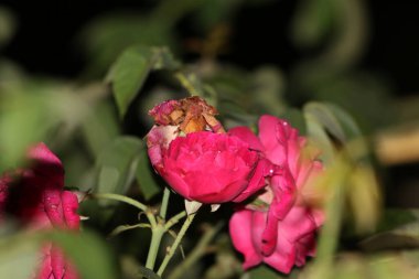 bahçede büyüyen güzel pembe çiçekler