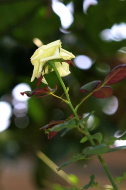 güzel sarı çiçekler bahçede büyüyen