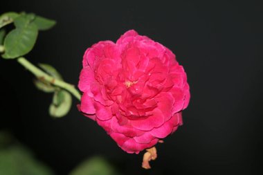 bahçede büyüyen güzel pembe çiçekler