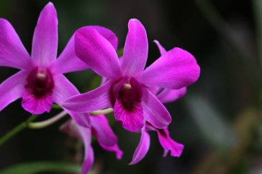 bahçede büyüyen güzel pembe çiçekler