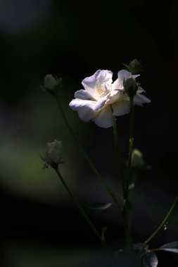 Bahçedeki güzel beyaz gül çiçekleri, çiçek kavramı...