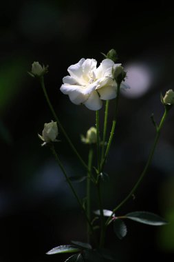 Bahçedeki güzel beyaz gül çiçekleri, çiçek kavramı...