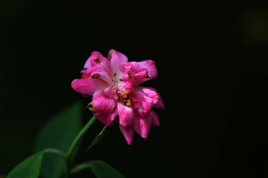 bahçede büyüyen güzel pembe çiçekler