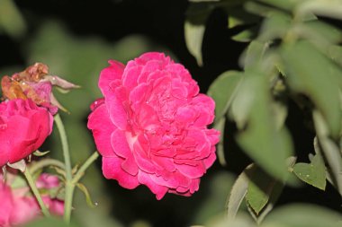 bahçede büyüyen güzel pembe çiçekler