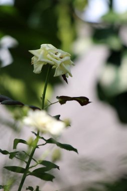 Bahçedeki güzel beyaz gül çiçekleri, çiçek kavramı...