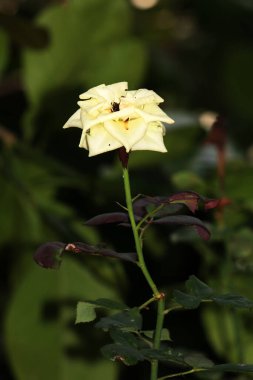 Bahçedeki güzel beyaz gül çiçekleri, çiçek kavramı...