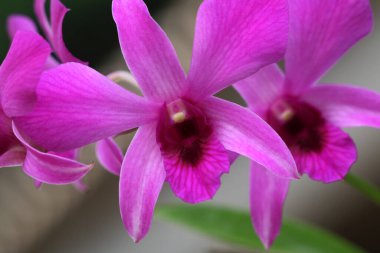 bahçede büyüyen güzel pembe çiçekler