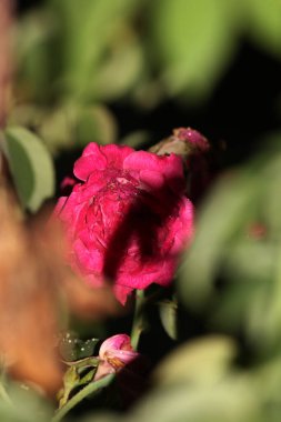 bahçede büyüyen güzel pembe çiçekler