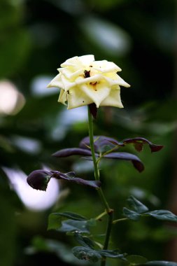 Bahçedeki güzel beyaz gül çiçekleri, çiçek kavramı...