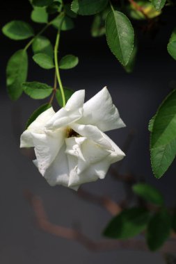 Bahçedeki güzel beyaz gül çiçekleri, çiçek kavramı...