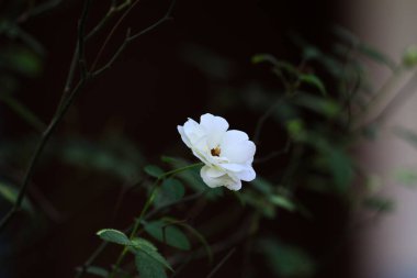 Bahçedeki güzel beyaz gül çiçekleri, çiçek kavramı...