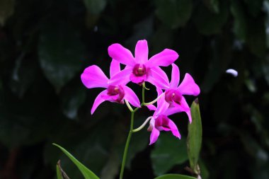 bahçede büyüyen güzel pembe çiçekler