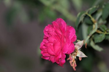 bahçede büyüyen güzel pembe çiçekler