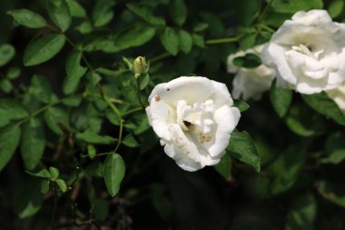 Bahçedeki güzel beyaz gül çiçekleri, çiçek kavramı...