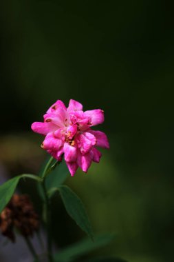 bahçede büyüyen güzel pembe çiçekler