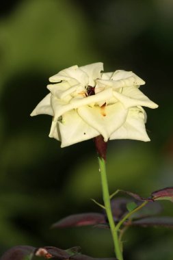 Bahçedeki güzel beyaz gül çiçekleri, çiçek kavramı...