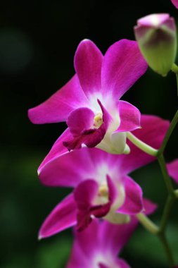 bahçede büyüyen güzel pembe çiçekler