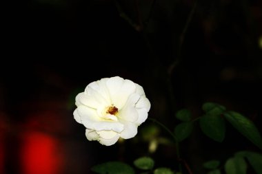 Bahçedeki güzel beyaz gül çiçekleri, çiçek kavramı...