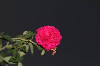 bahçede büyüyen güzel pembe çiçekler