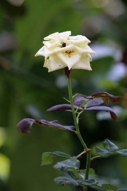 Bahçedeki güzel beyaz gül çiçekleri, çiçek kavramı...