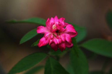 bahçede büyüyen güzel pembe çiçekler