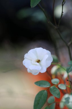 Bahçedeki güzel beyaz gül çiçekleri, çiçek kavramı...