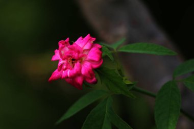 bahçede büyüyen güzel pembe çiçekler