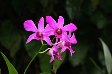 bahçede büyüyen güzel pembe çiçekler