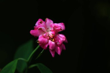 bahçede büyüyen güzel pembe çiçekler