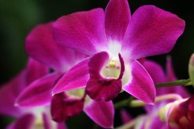 bahçede büyüyen güzel pembe çiçekler