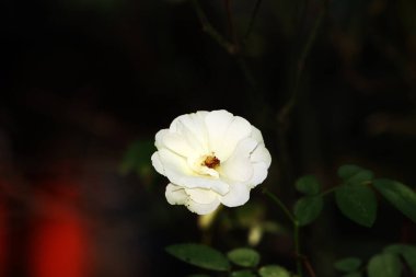 Bahçedeki güzel beyaz gül çiçekleri, çiçek kavramı...