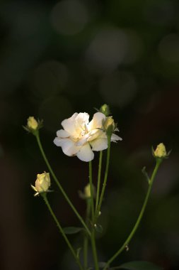 Bahçedeki güzel beyaz gül çiçekleri, çiçek kavramı...